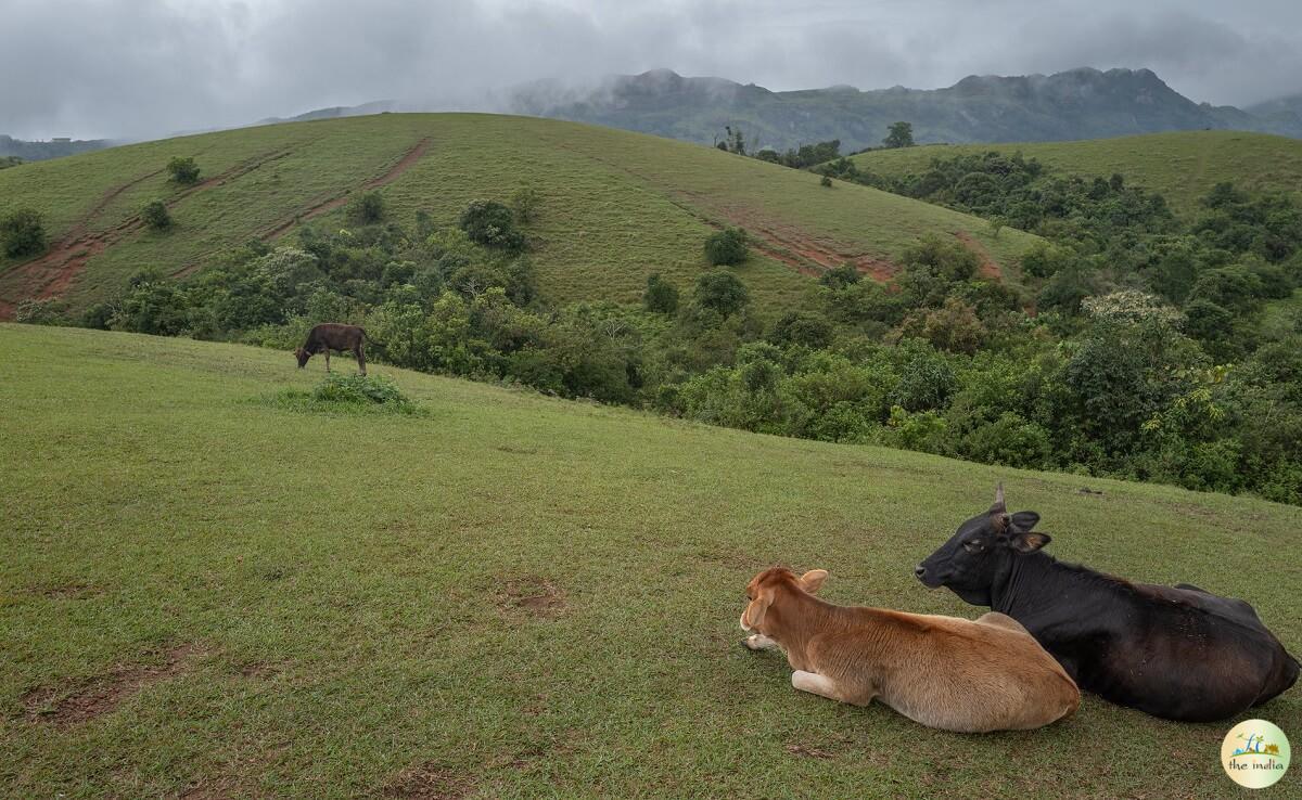 Vagamon Meadows Idukki