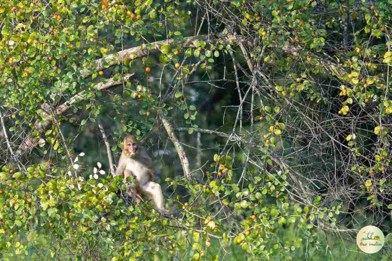 Jambughoda Wildlife Sanctuary Jambughoda