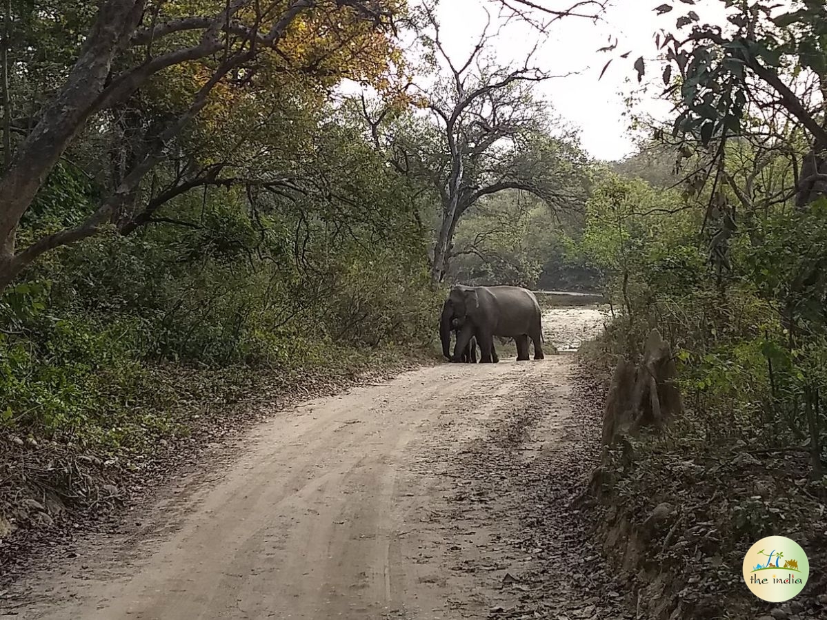 Jim Corbett National Park Nainital