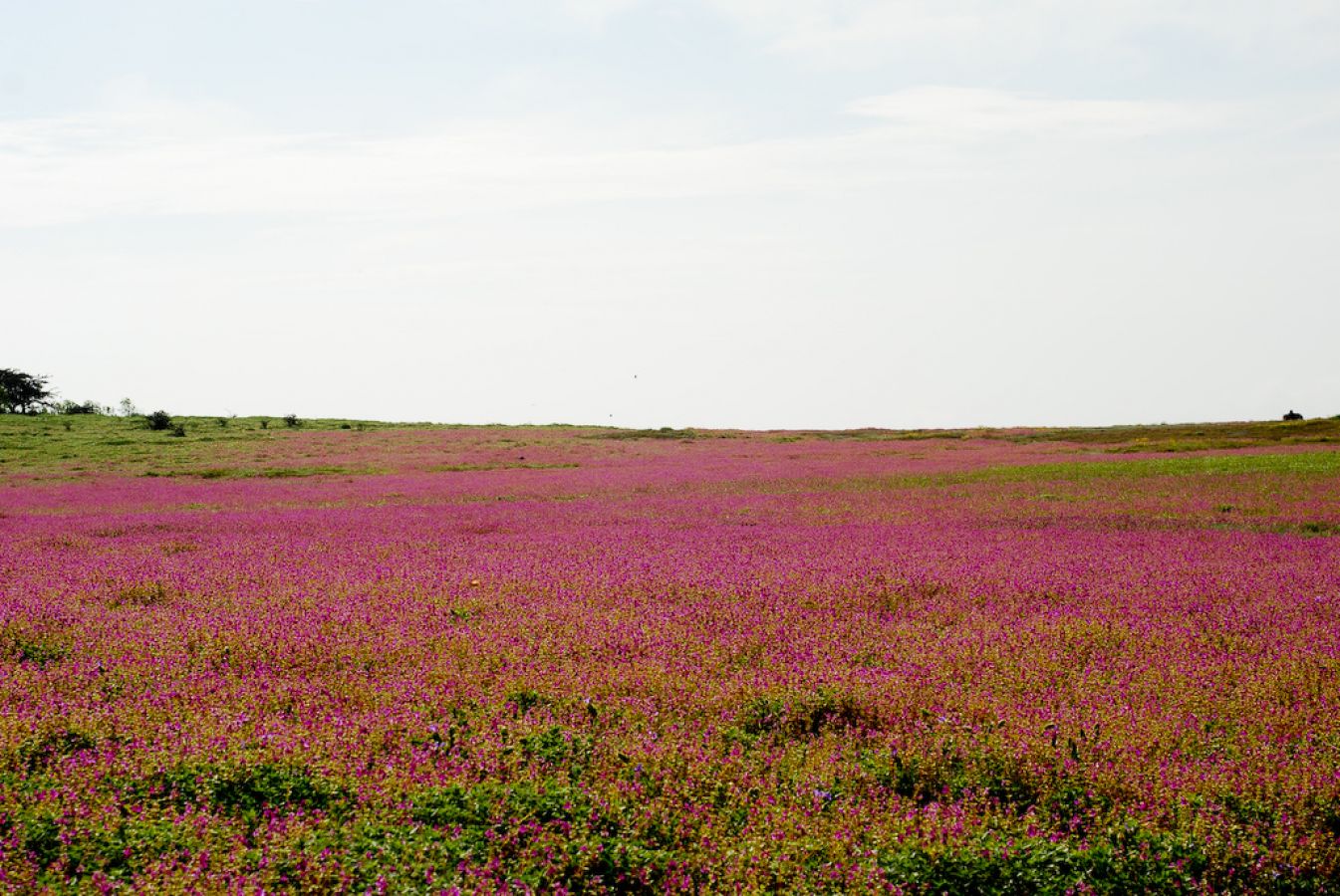 Kaas Plateau Satara