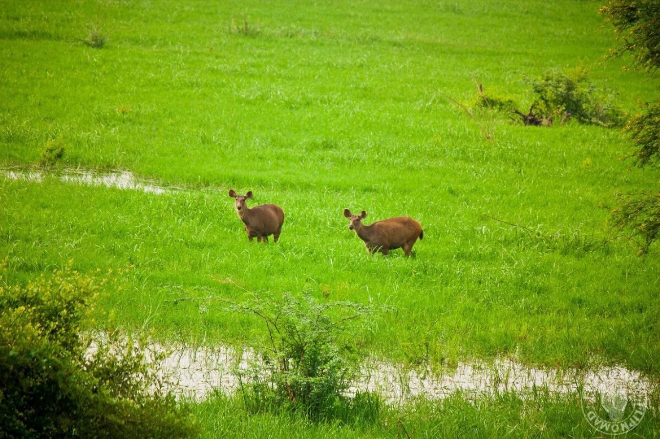 Keibul Lamjao National Park (Manipur)