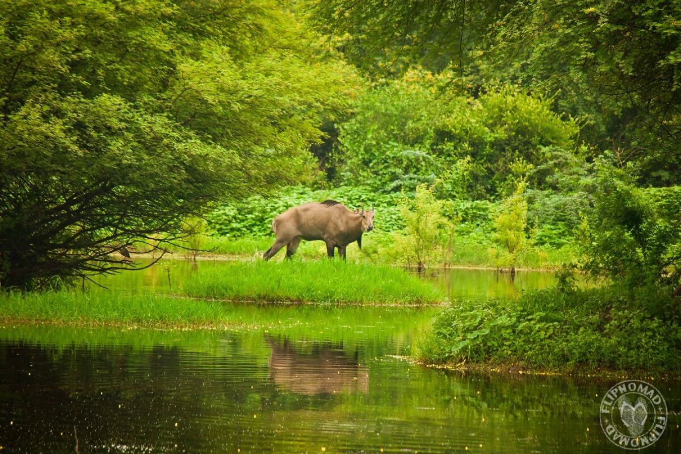 Keoladeo National Park Bharatpur