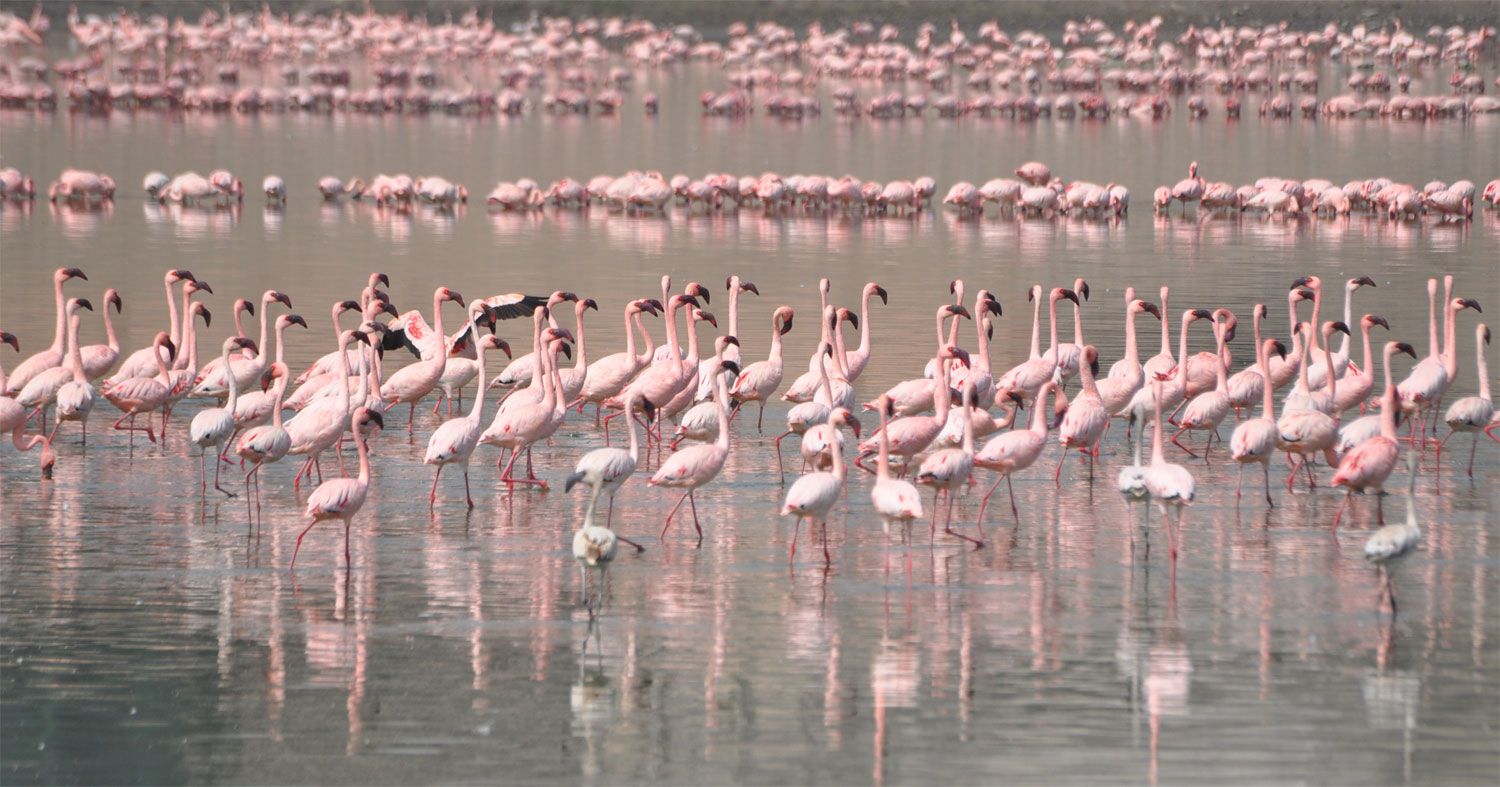 Khijadiya Bird Sanctuary Jamnagar