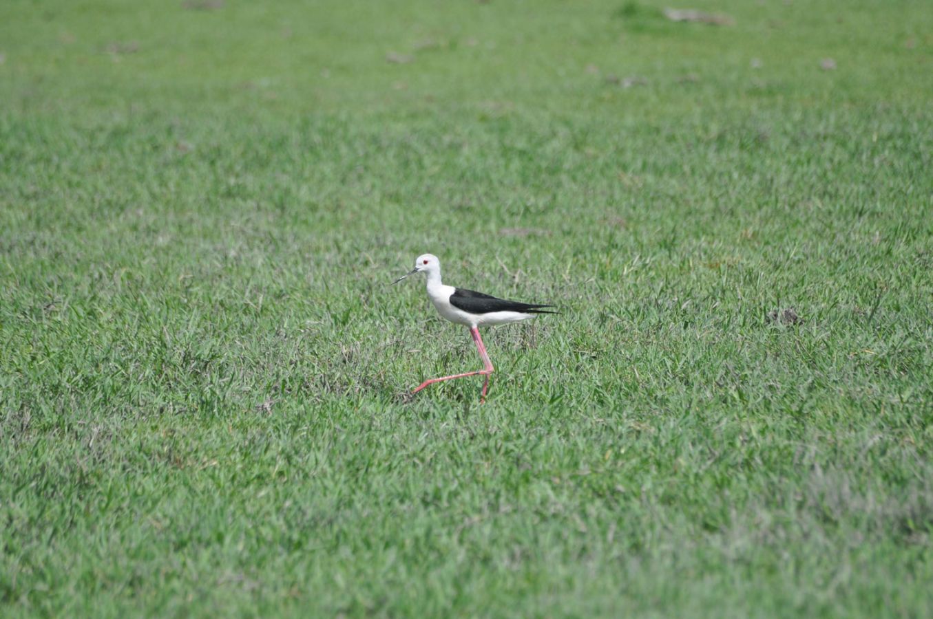 Khijadiya Bird Sanctuary Jamnagar