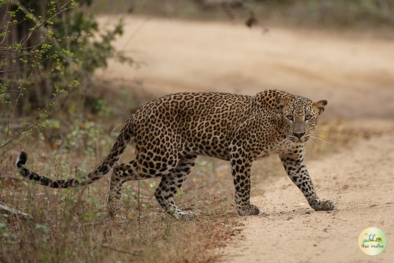 Kuno-Palpur Wildlife Sanctuary Shivpuri