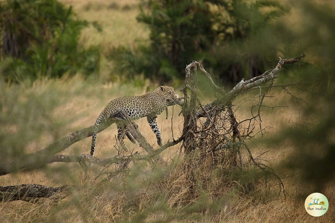 Kuno-Palpur Wildlife Sanctuary Shivpuri