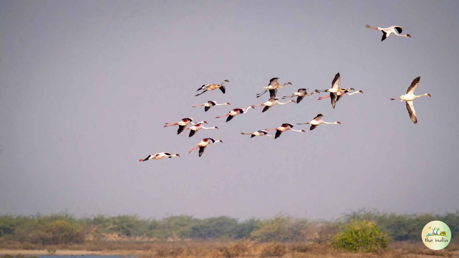 Kutch Desert Wildlife Sanctuary Amarapar