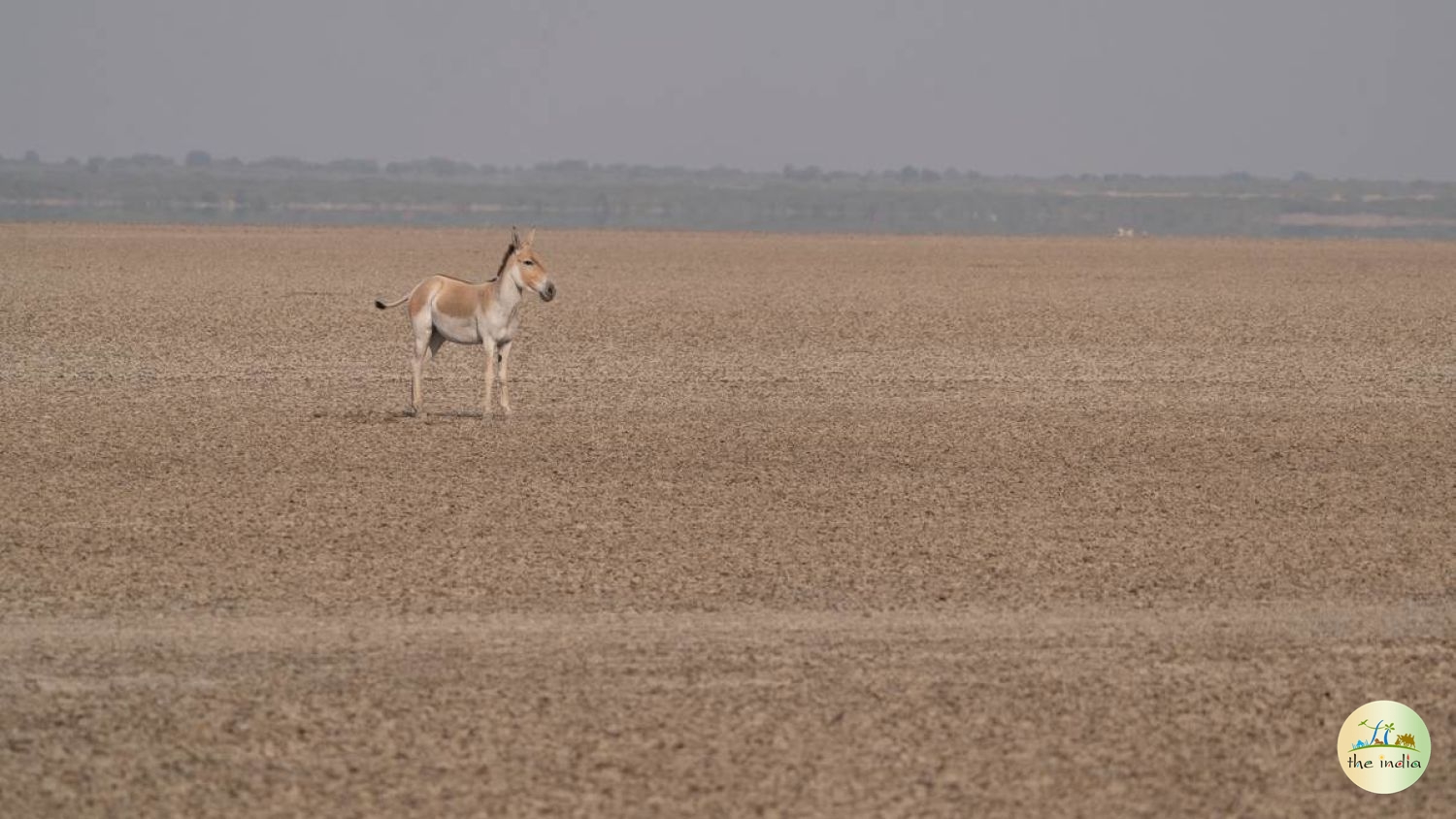 Kutch Desert Wildlife Sanctuary Amarapar