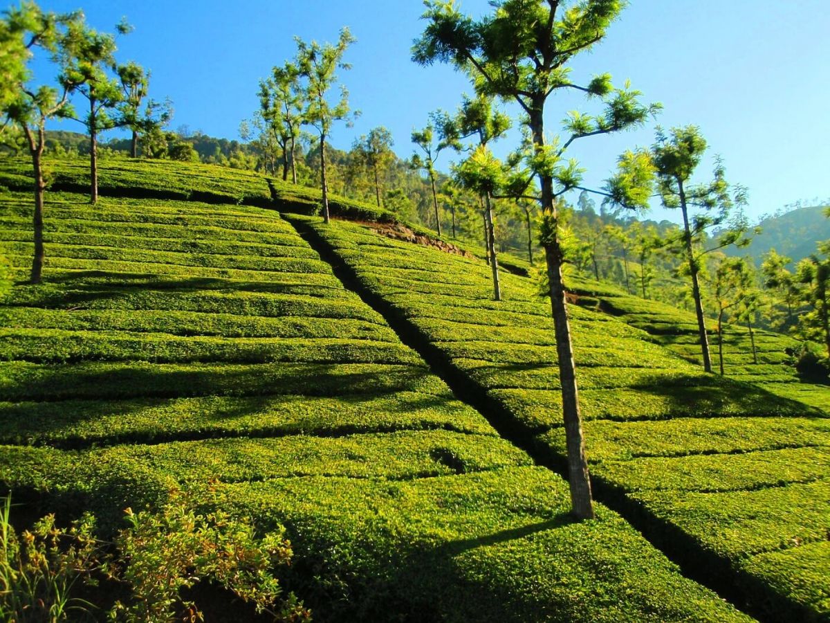 Ooty Coimbatore