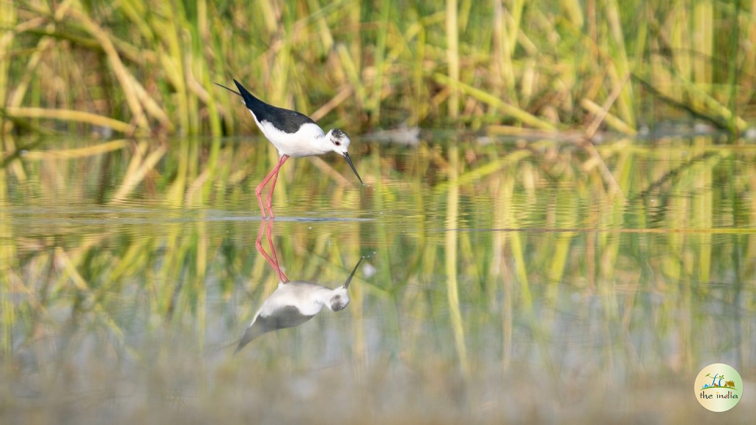 Porbandar Bird Sanctuary Porbandar