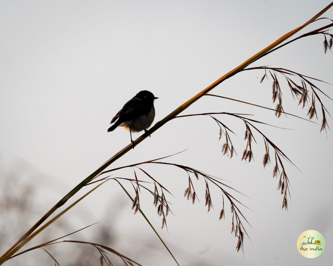 Porbandar Bird Sanctuary Porbandar