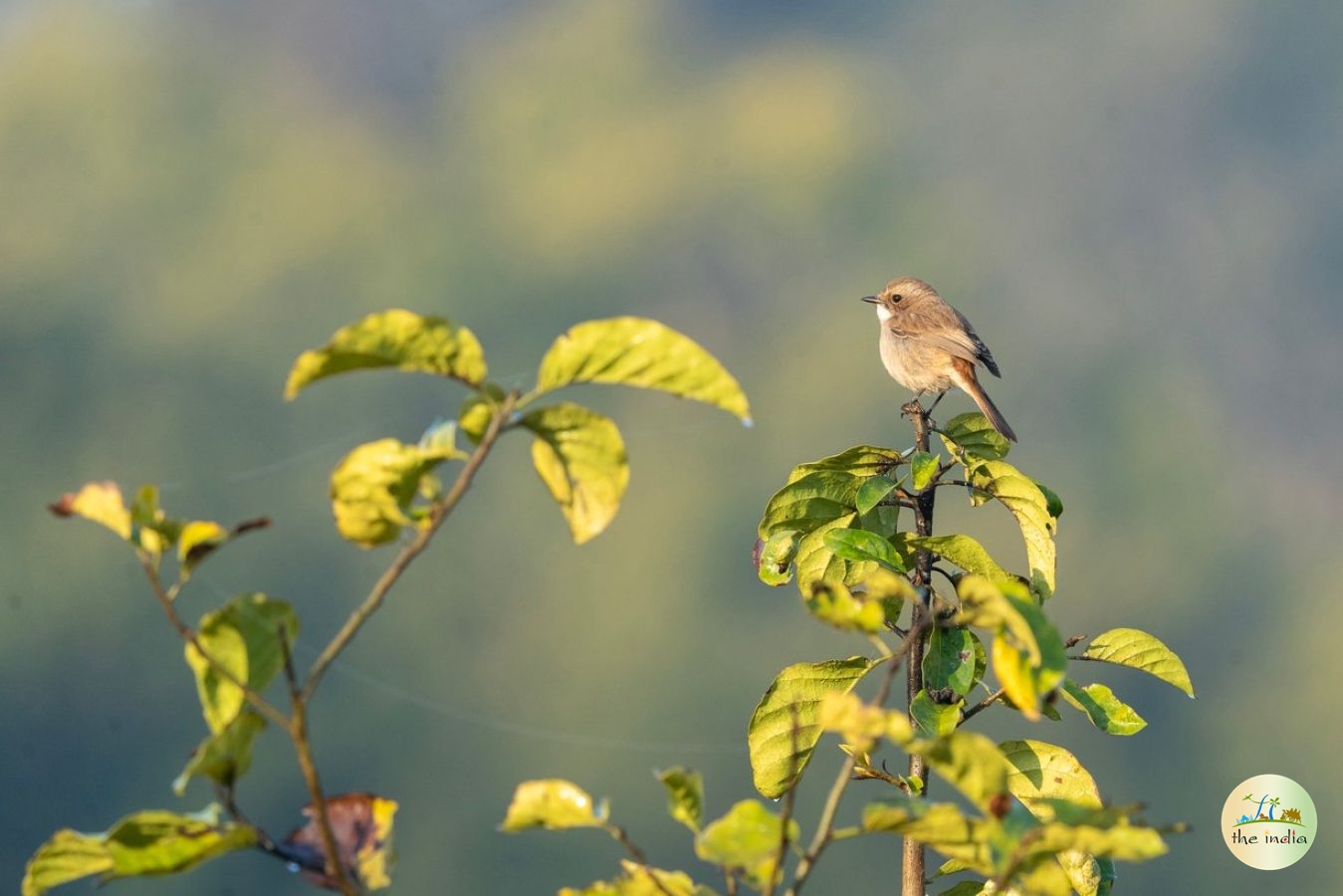 Porbandar Bird Sanctuary Porbandar