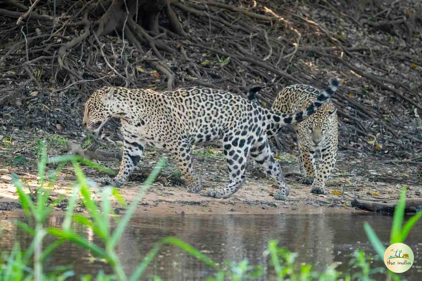 Purna Wildlife Sanctuary Jamlapada