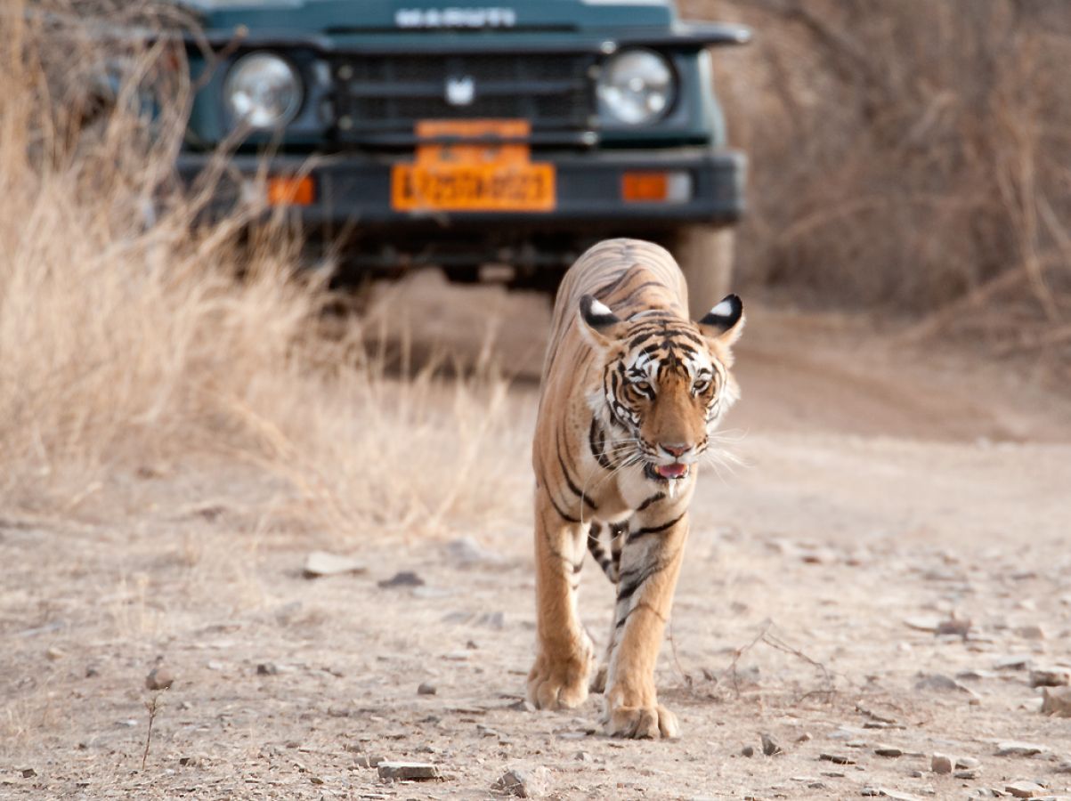 Ranthambore National Park Sawai Madhopur