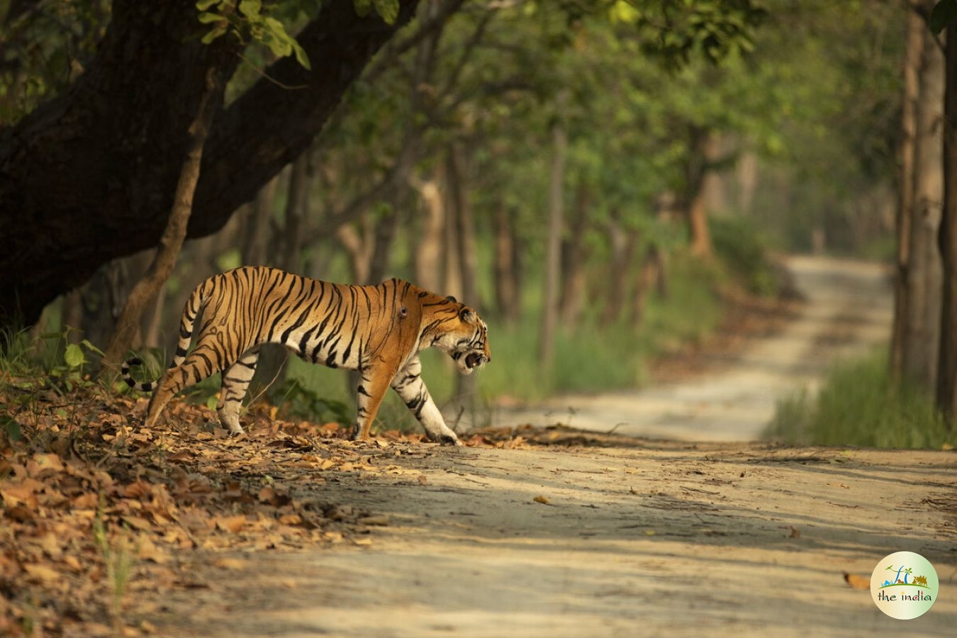 Ratapani Wildlife Sanctuary Bhopal