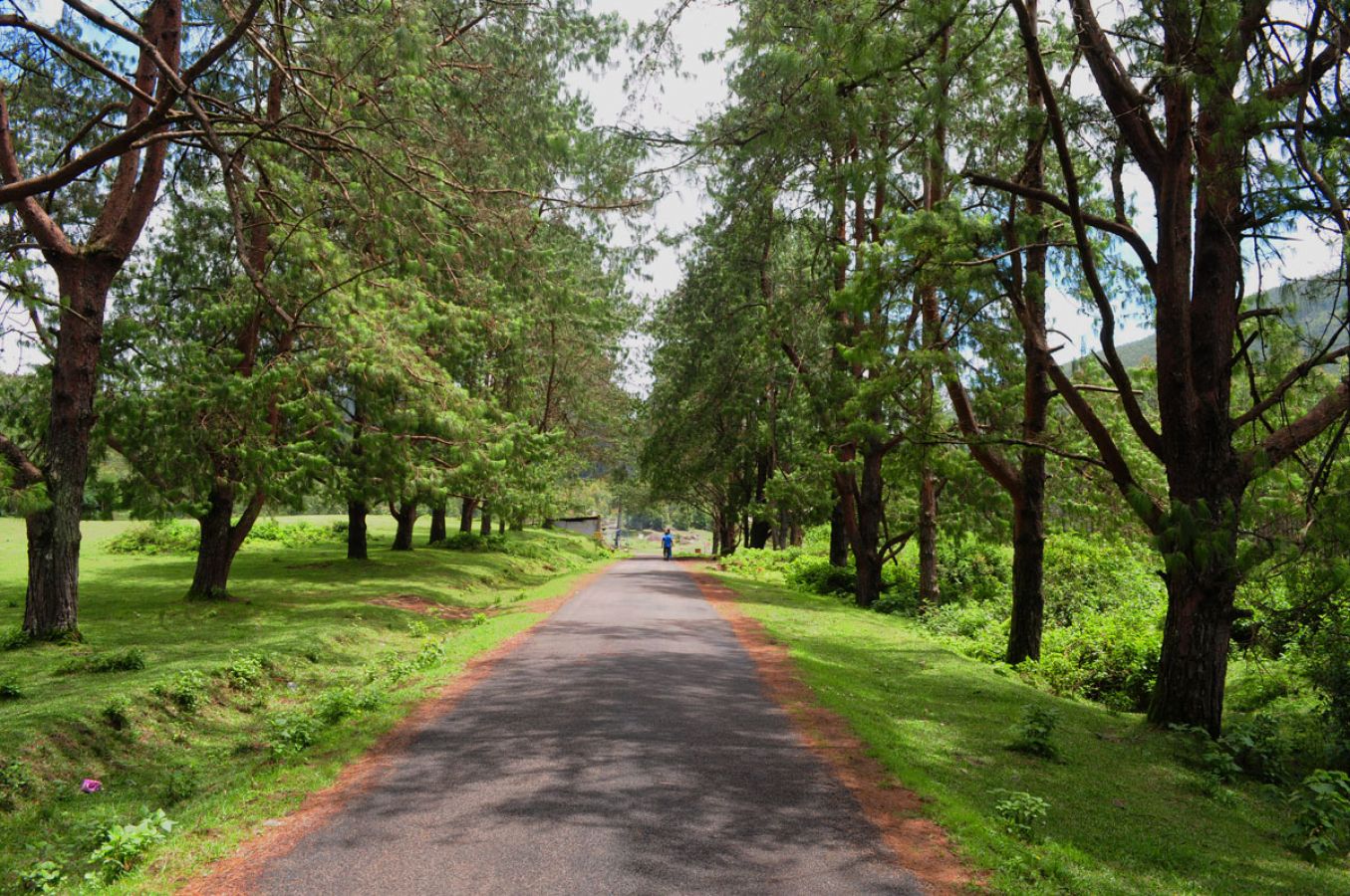 Silent Valley Munnar