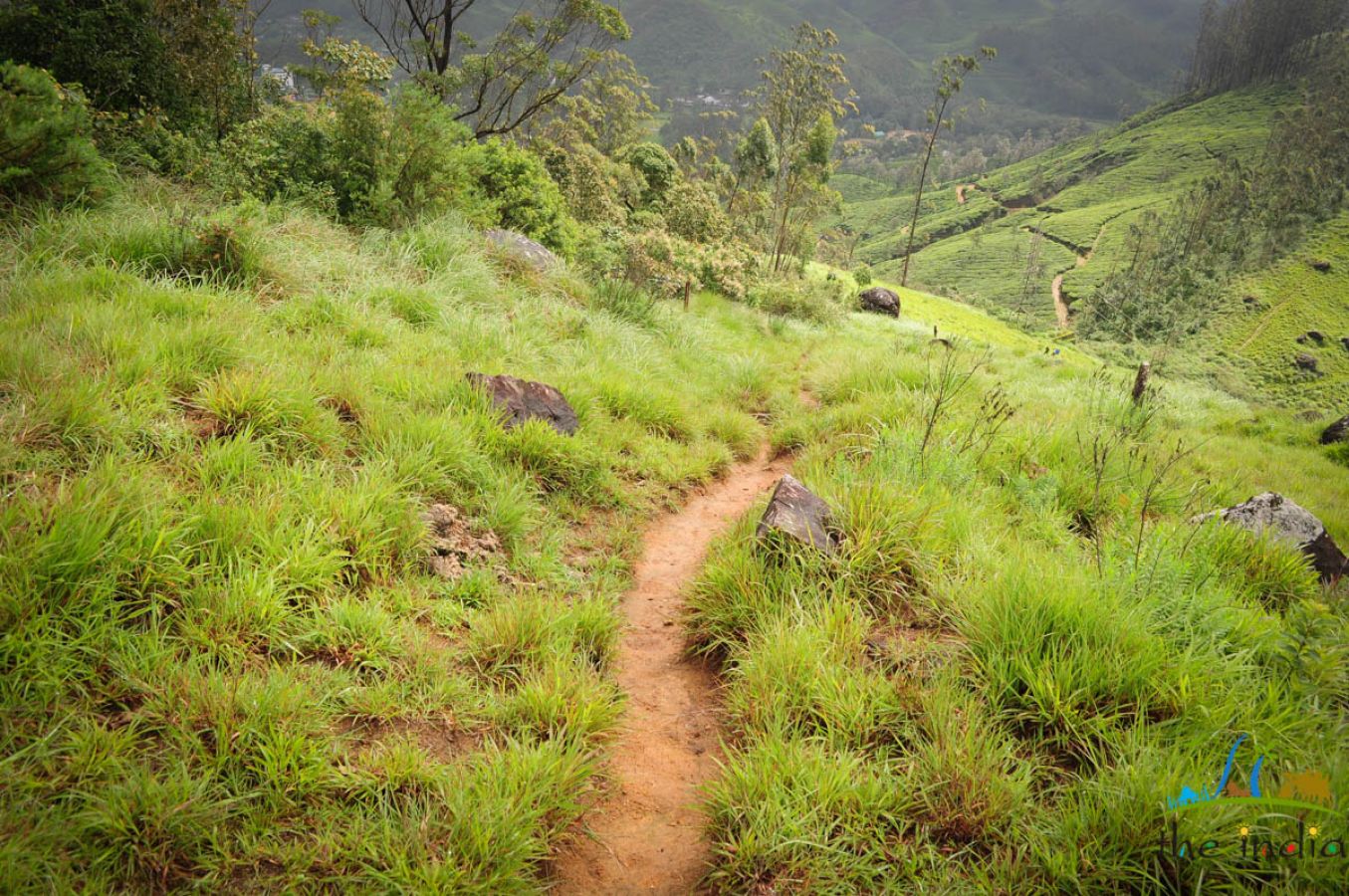 Grassland Munnar