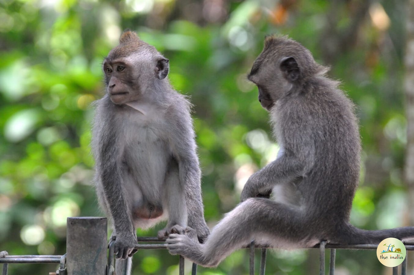 Satpura National Park Hoshangabad