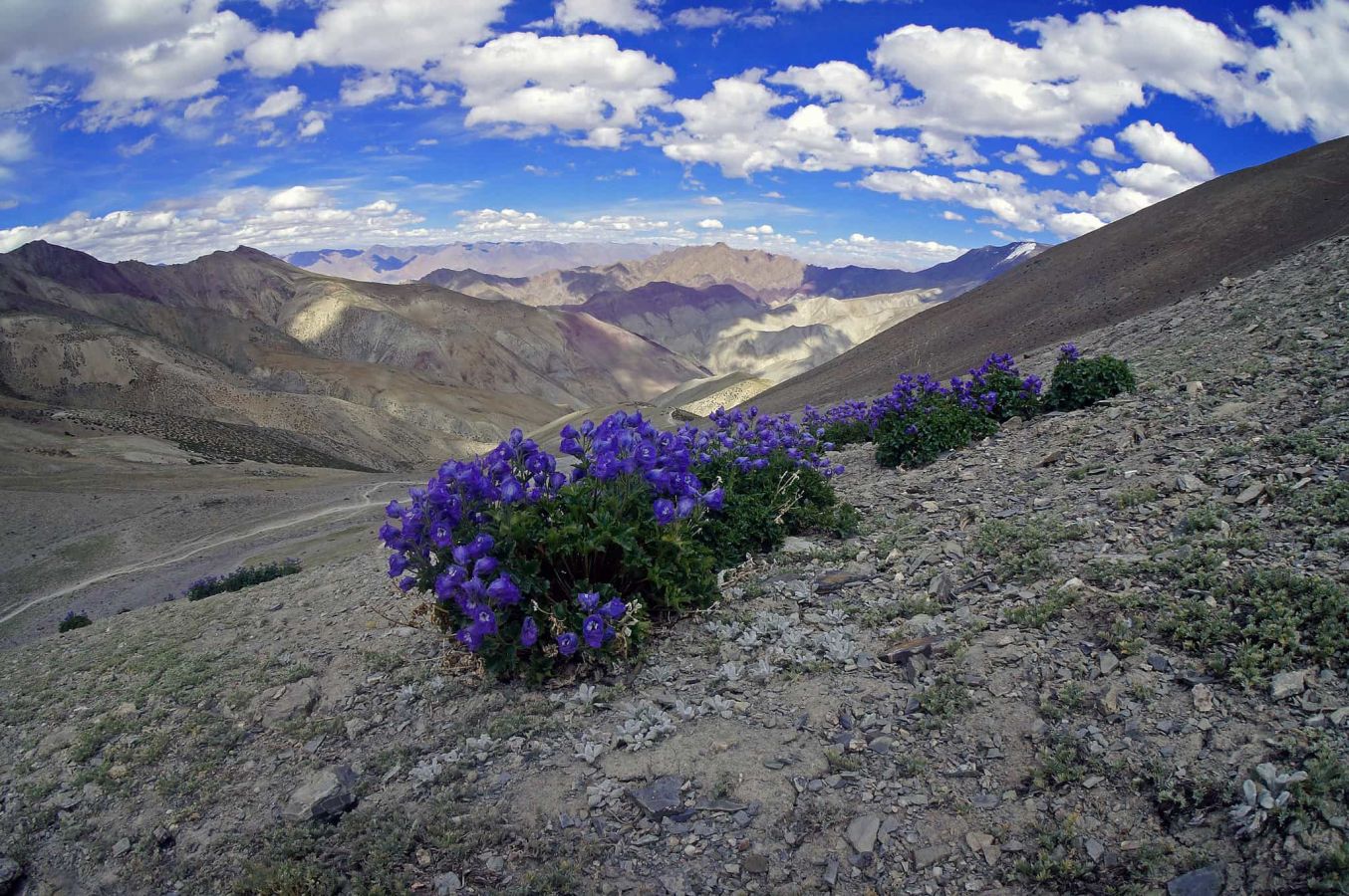 Stok Kangri Stok Kangri