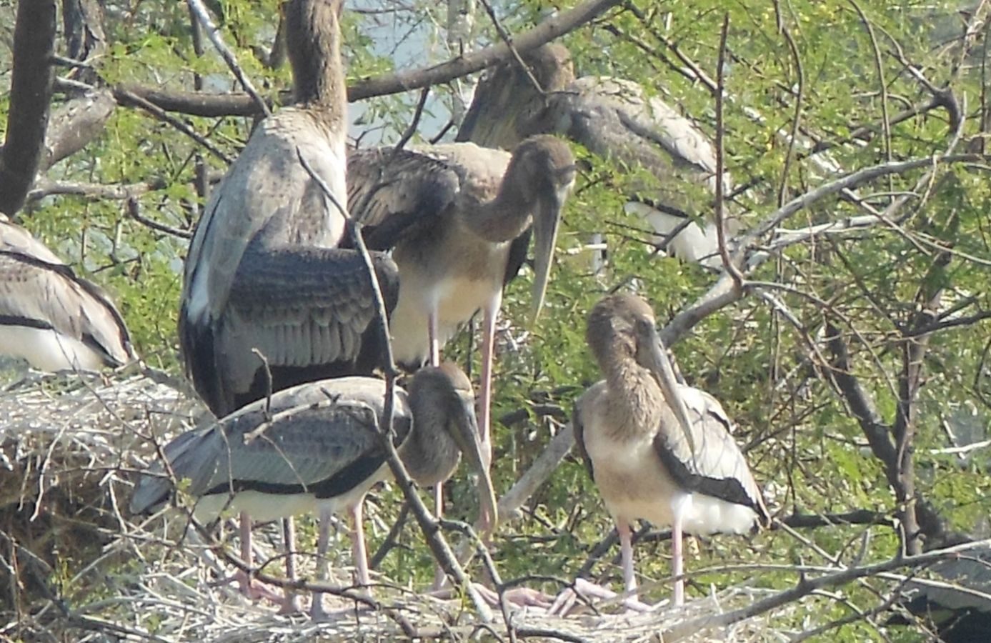 Keoladeo National Park Bharatpur