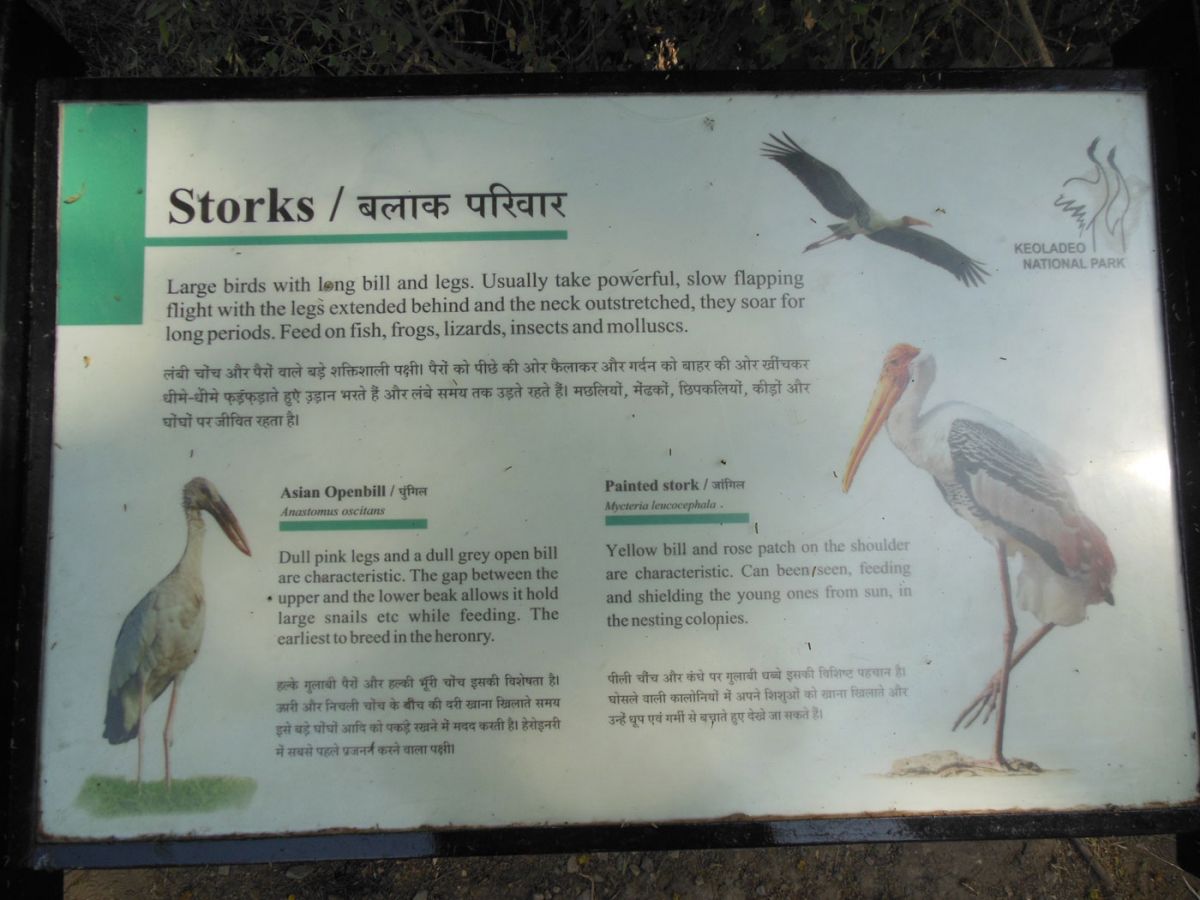 Keoladeo National Park Bharatpur