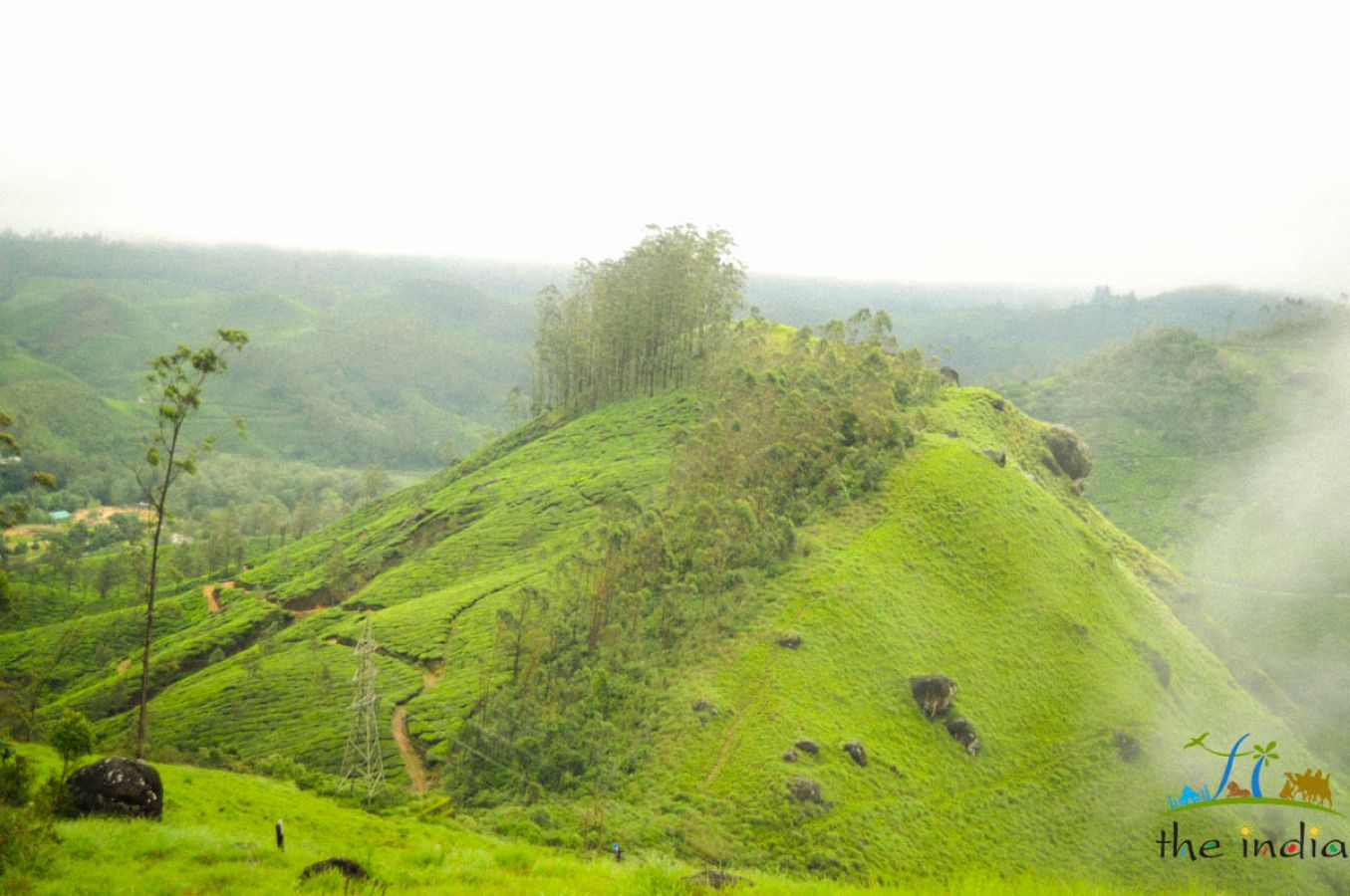 Grassland Munnar