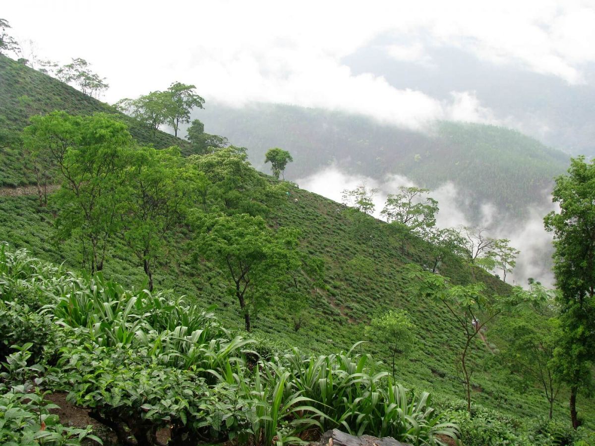 Tukvar Tea Estate Darjeeling