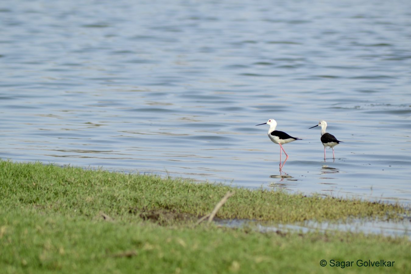 Thol Bird Sanctuary Ahmedabad