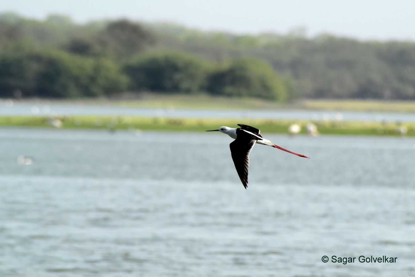 Thol Bird Sanctuary Ahmedabad