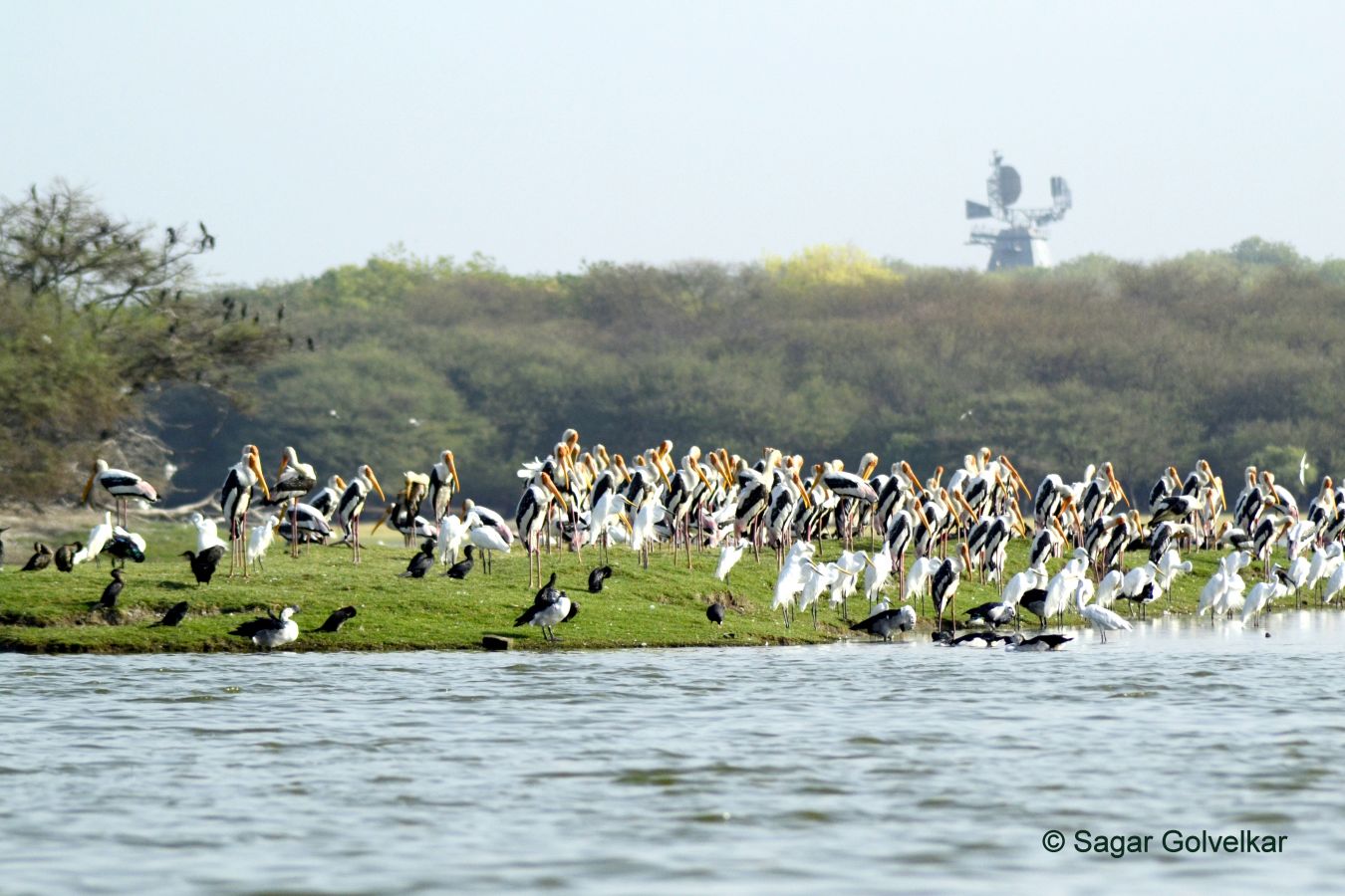 Thol Bird Sanctuary Ahmedabad