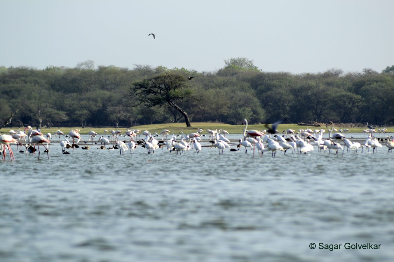 Thol Bird Sanctuary Ahmedabad