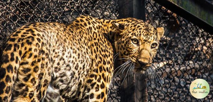 Alipore Zoological Garden