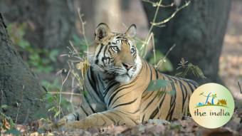 Bandhavgarh National Park