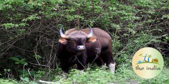 Bandipur National Park