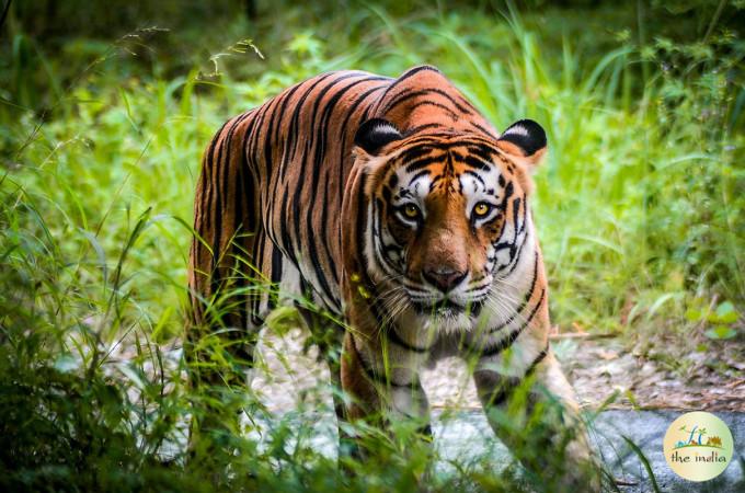 Bannerghatta National Park