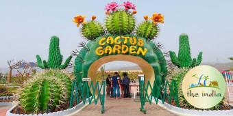 Cactus Garden