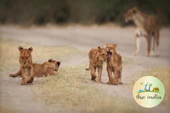 Gir Forest National Park