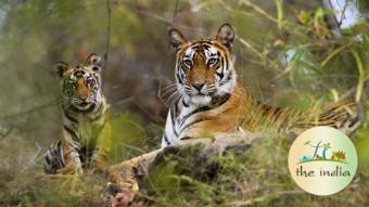 Pench National Park