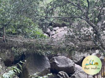 Single Living Root Bridge Nongriat