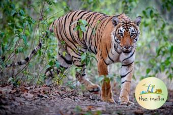 Sundarbans National Park