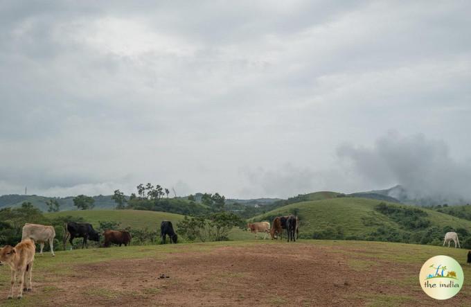Vagamon Meadows