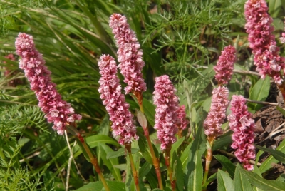 Valley of Flowers