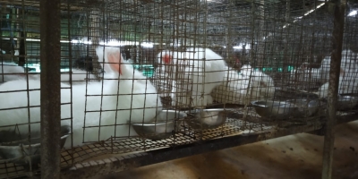 Rabbit Farm