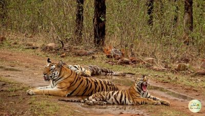 Panna Tiger Reserve Safari Guide: Booking, Gates, Wildlife & Travel Tips