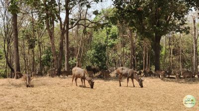 Satmaliya Deer Park, Silvassa