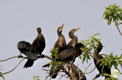 Mudumalai Tiger Reserve Safari