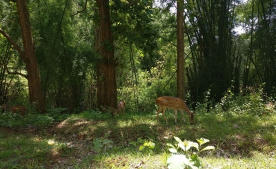 Parambikulam Tiger Reserve