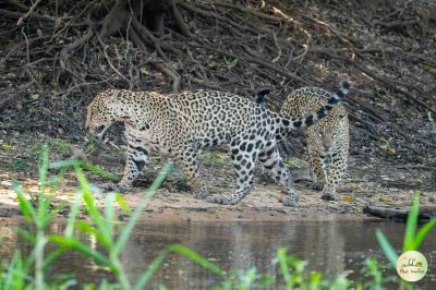 Purna Wildlife Sanctuary