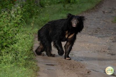 Ratanmahal Sloth Bear Sanctuary