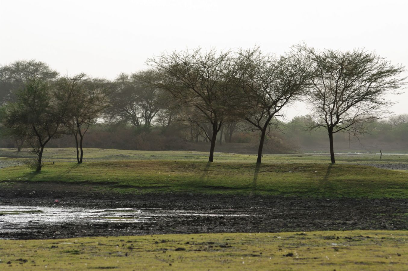 Thol Bird Sanctuary Ahmedabad